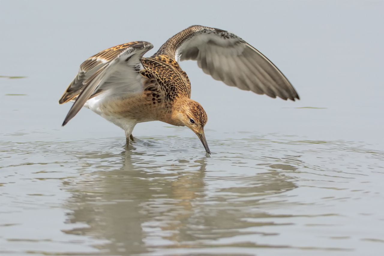 Combattente (Philomachus pugnax)